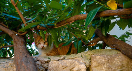 Rijeka, Croatia - August 14, 2025: A curious ginger cat hides among thick green leaves, peeking through branches from atop a stone wall in soft afternoon light.