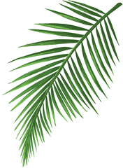 Obraz premium 야자수