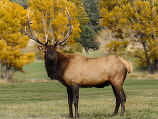 A majestic bull elk among autumn foliage in rocky mountains