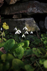 Delicate white snowdrops blooming in early spring. Fresh natural flowers growing in the wild, symbolizing renewal and purity. A soft close-up of nature awakening after winter.