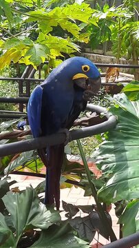 arara azul pousada em corrim&atilde;o no parque zoobotanico da vale em parauapebas, par&aacute; 