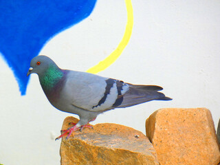 Piccione
