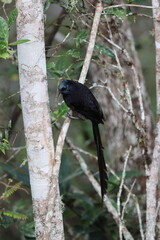 Stephanie's astrapia (Astrapia stephaniae), also known as Princess Stephanie's astrapia, is a species of bird-of-paradise of the family Paradisaeidae.