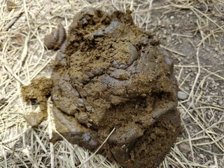 A large, moist pile of animal manure resting on dry straw and earth, highlighting agricultural waste, natural fertilizer, and habitat for small insects.