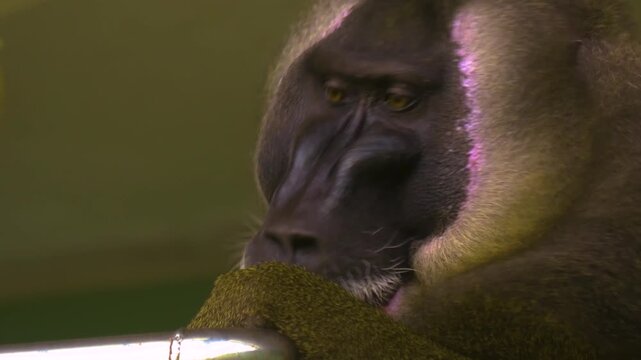 Close up face and head of a mandrill monkey looking around