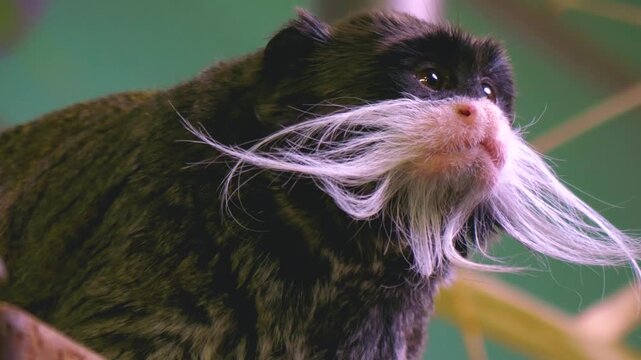 Close up face and head of a emperor tamarin monkey looking around
