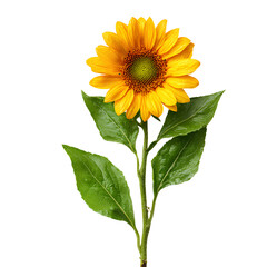 Obraz premium Bright Sunflower Isolated on Transparent Background – Single Yellow Flower with Green Leaves