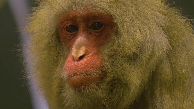 Close up face and head of a macaque monkey looking around