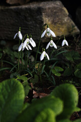 Delicate white snowdrops blooming in early spring. Fresh natural flowers growing in the wild, symbolizing renewal and purity. A soft close-up of nature awakening after winter.