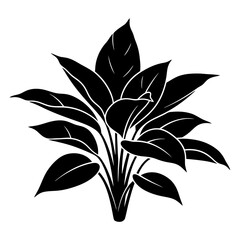 black and white silhouette vector icon of Aglaonema flower on white background