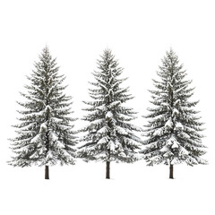 Obraz premium Three realistic evergreen pine trees heavily covered in fresh snow in winter landscape isolated on transparent background