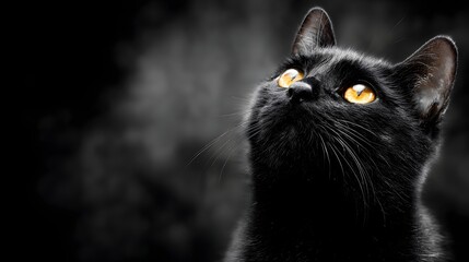 Black cat with striking yellow eyes looks up in a dark, smoky environment.