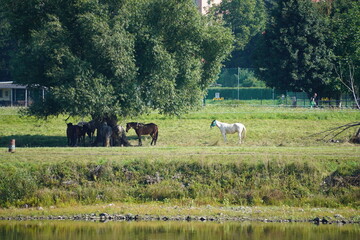 Pferde auf einer Koppel an der Elbe in Dresden
