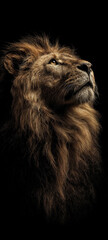 Majestic Lion Portrait