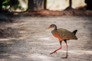 Vibrant and detailed close-up of a Saracura-três-potes walking on sandy ground. The sharp focus on the bird highlights its striking red eyes, yellowish bill, and the contrast of its long, reddish l