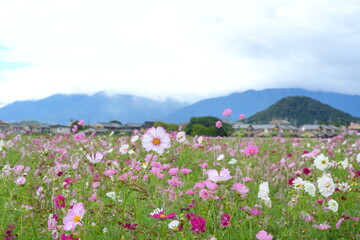 Fototapeta premium 満開のコスモス畑と遠くに見える畝傍山と雲がかかった山並み