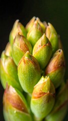 Close-up captures vibrant green and brown plant buds against a blurred dark background