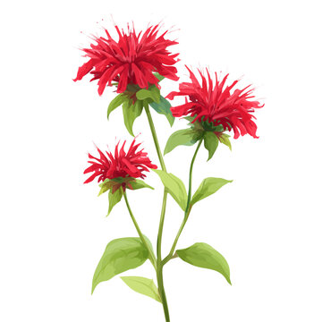 An EPS format illustration, A Simple 2D vibrant bee balm plant Collection isolated on a white background, vector, watercolor simple flat 2D icon, minimalist design, flower collection