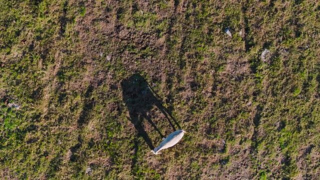 Above View Of Cachena Breed Cattle Grazing On The Cachenas Pedra Cabalgada s.c Ranch In A Coru&ntilde;a, Spain. Aerial Tracking Shot