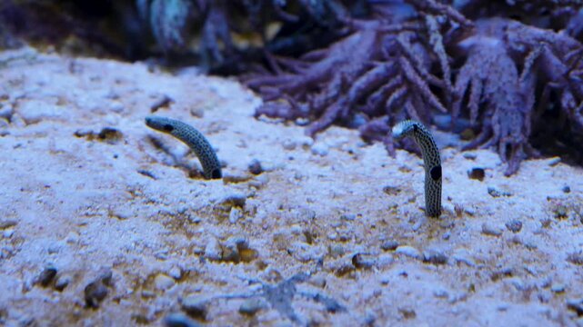 Close up of worm fish or garden eel sticking in the sea ground underwater and moving around