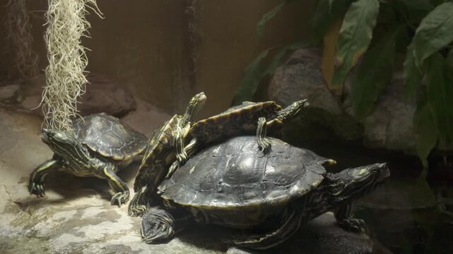 Close up water turtles resting on land one is on top of another