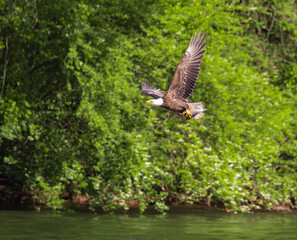 Bald Eagle flying through pine trees at West Point Dam in Alabama. Bald Eagles are a bird of prey unique to North America with a wingspan of 8 feet and increasing populations.