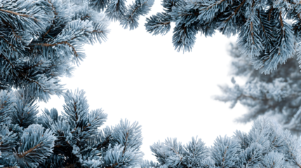 Snow covered pine branches forming a natural frame for winter themed designs and holiday decorations