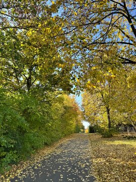 Little road in autumn forest