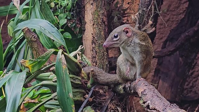 Close up of a tropcial squirrel also known as treeshrew moving around a tree in the forest on a sunny day.