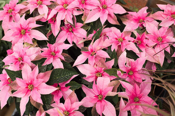 Preetz, Schleswig-Holstein, Germany, 2025/10/14 A beautiful potted poinsettia in soft pink tones, decorated with a red gingham ribbon and rustic accents. The vivid leaves and delicate details create 