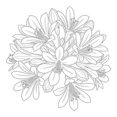 black and white silhouette vector icon of Agapanthus flower on white background