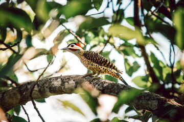 A sharp, vertical close-up of a Green-barred Woodpecker (Colaptes melanochloros) perching on a rough branch. The photo highlights the unique combination of its plumage: the spotted pattern on its body