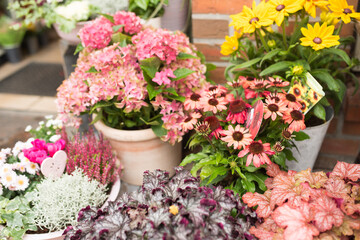 Preetz, Schleswig-Holstein, Germany, A lovely potted flower arrangement featuring vivid pink blossoms and lush green leaves, tied with a red checkered ribbon and rustic accents