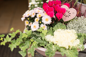 Preetz, Beautiful autumn floral arrangement with pink cyclamens, white chrysanthemums, ornamental cabbage, and ivy, decorated with a delicate lace heart, creating a cozy and romantic seasonal display.