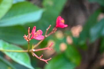 flower, 분홍, 네이처, 식물, 블로섬, 나무, 개화, 나뭇잎, 꽃봉오리, red, 근접, 미, 꽃, beautiful