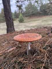 A beautiful fly agaric mushroom in the forest, a color photo from an iPhone, an inedible mushroom