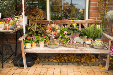 Preetz, Schleswig-Holstein, Germany, 2025/10/14 Streets of the city in northern Germany.Flowers in pots on a wooden bench near a flower shop for sale