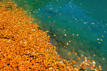 Orange and yellow leaves float on crystal clear turquoise water. A tranquil natural scene, perfect for a backdrop.