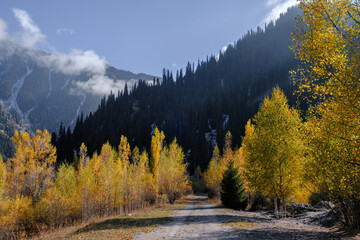 A mountain landscape on an autumn day. Sunlight illuminates a road leading through a birch forest with golden leaves to a dark coniferous forest with snow capped peaks in the background.