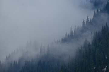 A mystical pine forest shrouded in fog on a mountainside. A tranquil, serene landscape that creates an air of mystery.