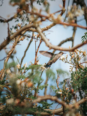 The Ballet of the Green Hummingbird, hovering among the branches and flowers