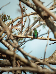 The Ballet of the Green Hummingbird, hovering among the branches and flowers
