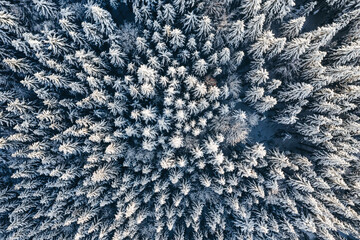 Abstract pattern of fir trees covered in frost shot from a drone directly above the treetops. Bird's eye view. Happy New Year picture. Atmospheric photo wallpaper. Discovery the beauty of earth.