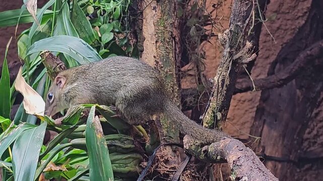 Close up of a tropcial squirrel also known as treeshrew moving around a tree in the forest on a sunny day.