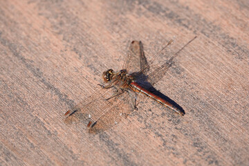 A close-up of a Damselfly