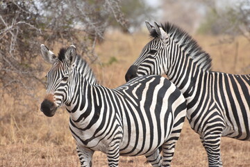 Deux zèbres dans la savane du parc national du Serengeti, Tanzanie