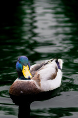 duck on the water