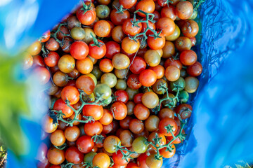 A vibrant top-down close-up photo of abundant, freshly harvested cherry tomatoes. The ripe red and orange fruit fills a blue bag, creating a colorful, fresh, and healthy organic food background.
