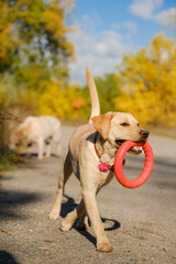 A walk with my beloved Labrador through an autumn park. The dog runs and retrieves a dog toy ring.