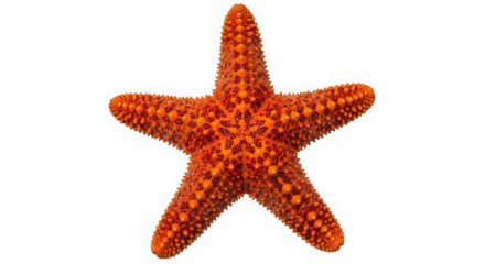 A bright orange starfish, isolated on transparent background